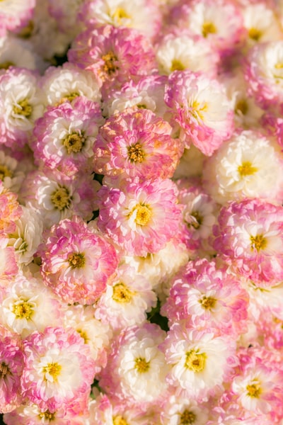 白色和粉红色花瓣的花很多
